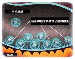 肉毒桿菌的作用原理圖.jpg