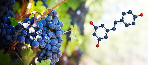 日內瓦研究：葡萄富含白藜蘆醇.jpg