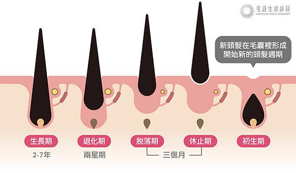 狂掉髮正常嗎-毛爵.jpg