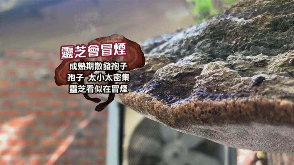 靈芝冒煙-民視新聞.jpeg