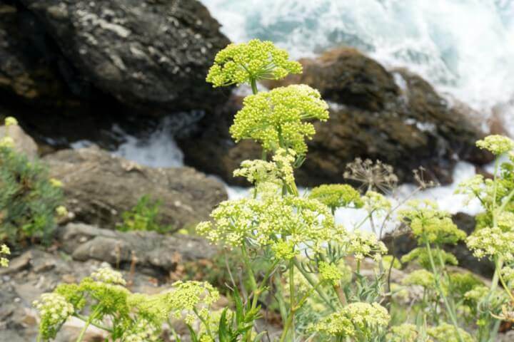 海茴香是甚麼