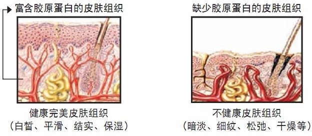 膠原蛋白功效與好處