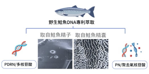 麗珠蘭dcard論戰?麗珠蘭注射台灣不合法,2024年底合法引進的保養型麗珠蘭水光差別在哪? - 第3張圖 Rejuran 麗珠蘭核心成分